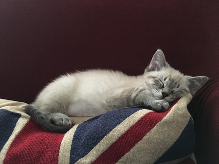 Khaleesi