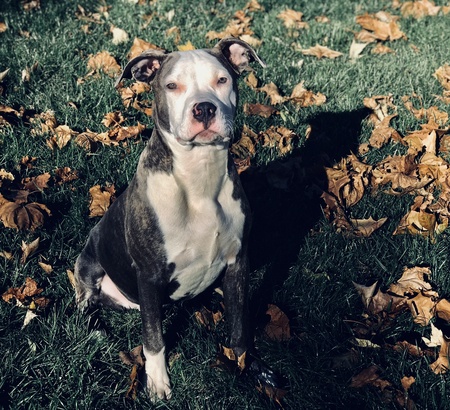 Ziggy