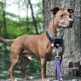 Entry image for Ranger