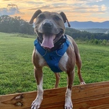 Entry image for Jasper