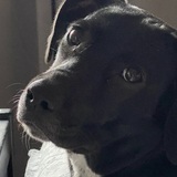 Entry image for Kiki