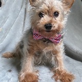 Entry image for Scruffy 