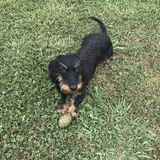 Entry image for Ruby Rose Rhubarb The Catfish