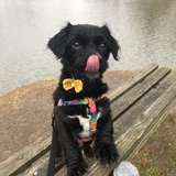 Entry image for Baxter