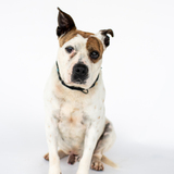 Entry image for Smooshy