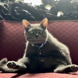 Entry image for Gray Kitty 