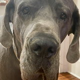 Entry image for Handsome Bob