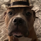 Entry image for Bruno