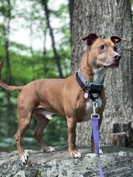 Entry image for Ranger. Clicking this image will show a larger photo