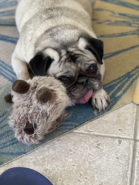 Entry image for Ginger. Clicking this image will show a larger photo