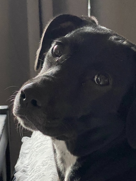 Entry image for Kiki. Clicking this image will show a larger photo