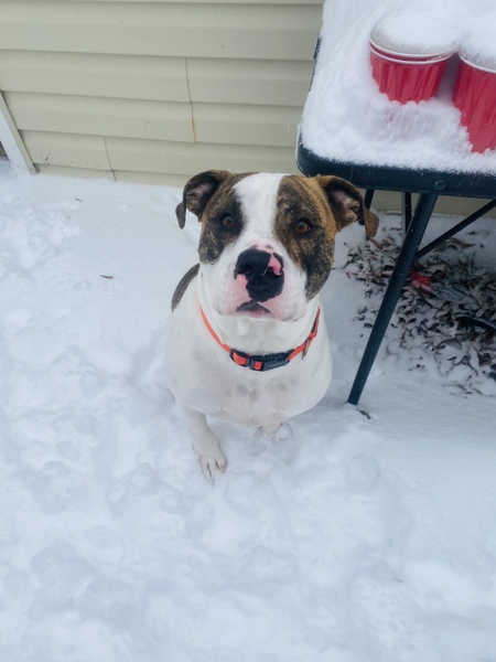 Entry image for Jersey. Clicking this image will show a larger photo