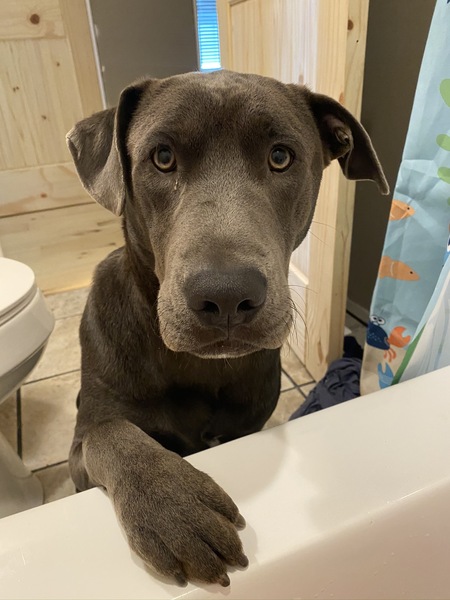 Entry image for Emmet. Clicking this image will show a larger photo