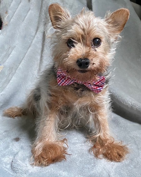 Entry image for Scruffy . Clicking this image will show a larger photo