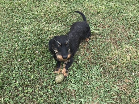 Entry image for Ruby Rose Rhubarb The Catfish. Clicking this image will show a larger photo