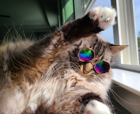 Entry image for Elfie. Clicking this image will show a larger photo