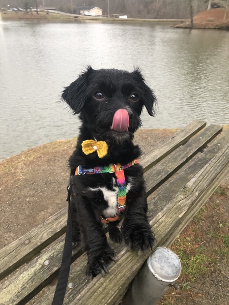 Entry image for Baxter. Clicking this image will show a larger photo