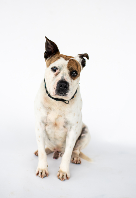 Entry image for Smooshy. Clicking this image will show a larger photo