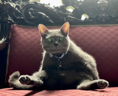 Entry image for Gray Kitty . Clicking this image will show a larger photo