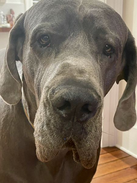 Entry image for Handsome Bob. Clicking this image will show a larger photo