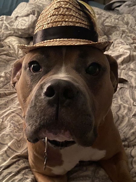 Entry image for Bruno. Clicking this image will show a larger photo