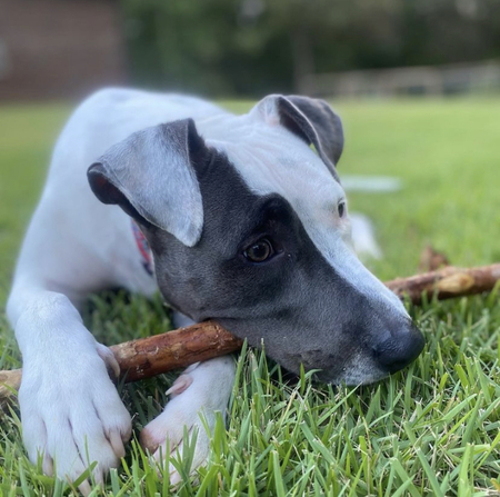 Dakota aka Koda