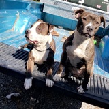 Entry image for Axel and Nova