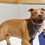 Entry image for UGA