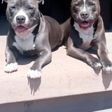 Entry image for Remy & Blaze