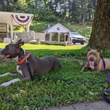 Entry image for Zilla and Rebel