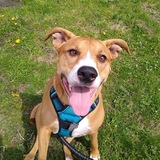 Entry image for Gidget
