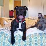 Entry image for Kara, Zeke and Dobbins