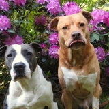 Entry image for Thor & Berkley