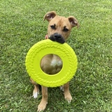 Entry image for Penny