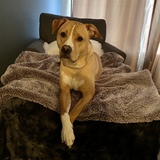 Entry image for Ollie