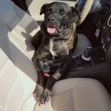 Entry image for Sarge