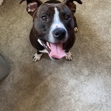 Entry image for Dozer