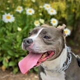 Entry image for Nala