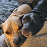 Entry image for Spyder Rayne & Juno Rose