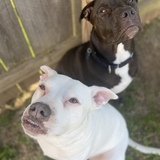 Entry image for Libby and Gilly
