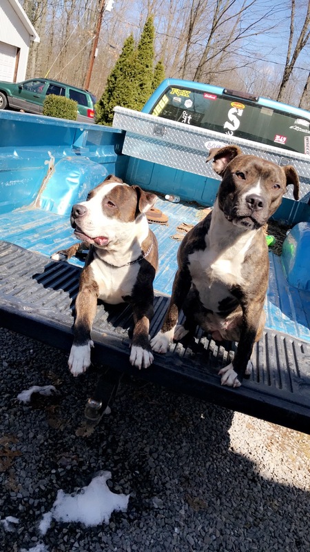 Entry image for Axel and Nova. Clicking this image will show a larger photo