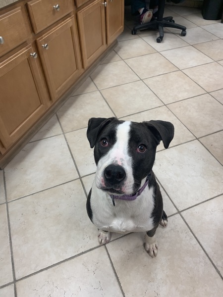 Entry image for Piper. Clicking this image will show a larger photo