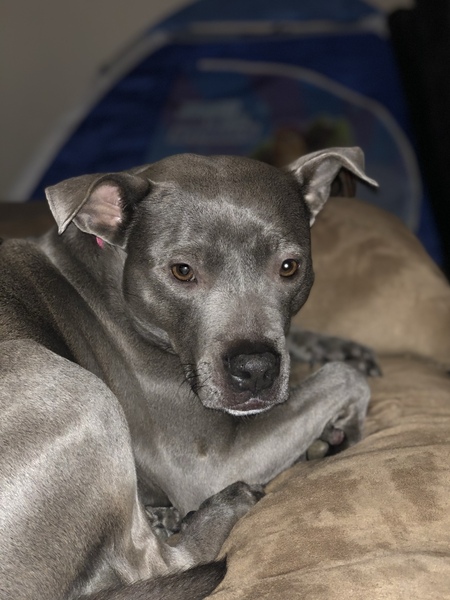 Entry image for Sadie. Clicking this image will show a larger photo