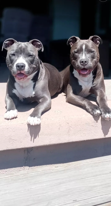 Entry image for Remy & Blaze. Clicking this image will show a larger photo