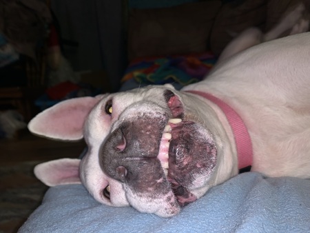 Entry image for Princess. Clicking this image will show a larger photo