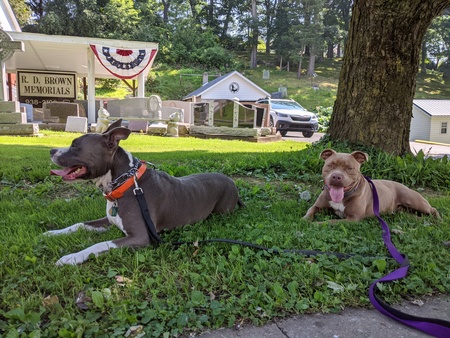 Entry image for Zilla and Rebel. Clicking this image will show a larger photo