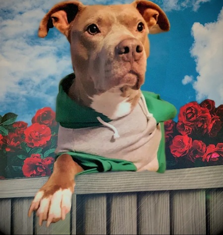 Entry image for Duce. Clicking this image will show a larger photo