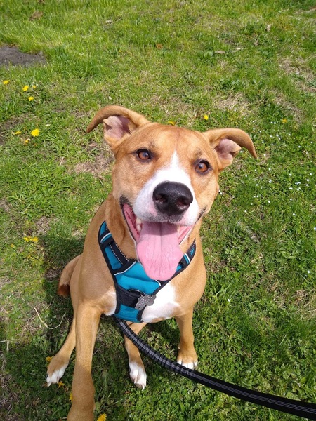 Entry image for Gidget. Clicking this image will show a larger photo