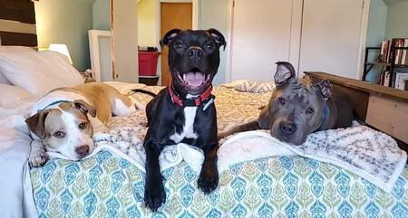Entry image for Kara, Zeke and Dobbins. Clicking this image will show a larger photo