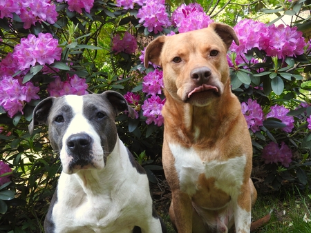 Entry image for Thor & Berkley. Clicking this image will show a larger photo